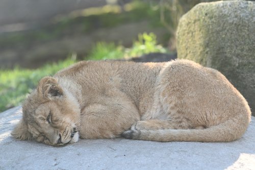 cub  lioness  zoo