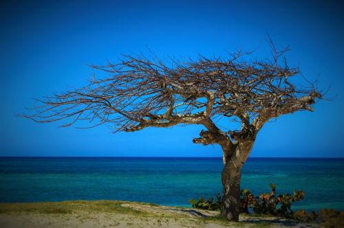 cuba summer tree