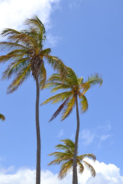 cuba caribbean palm trees