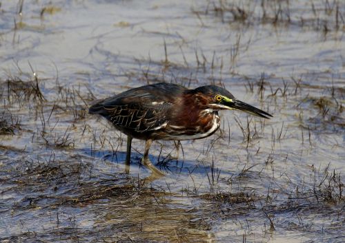 cuba bittern water bird