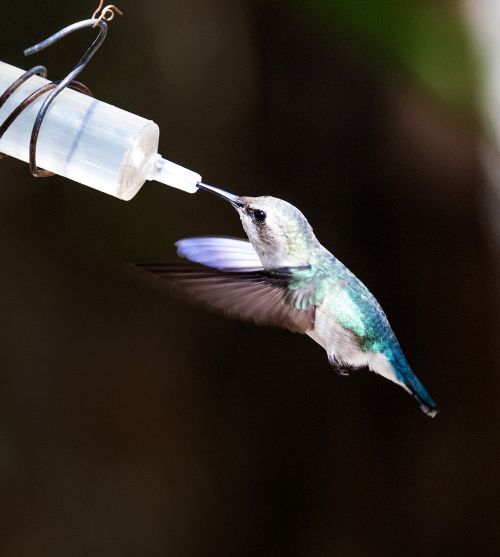 cuba hummingbird blue