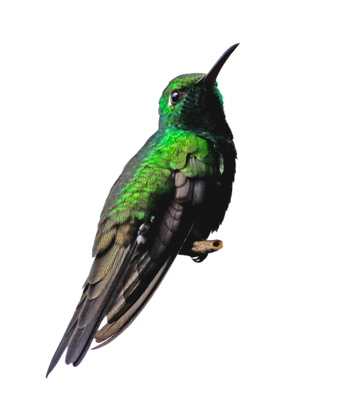 cuba cienaga de zapata hummingbird