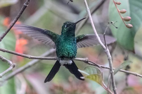 cuba cienaga de zapata hummingbird