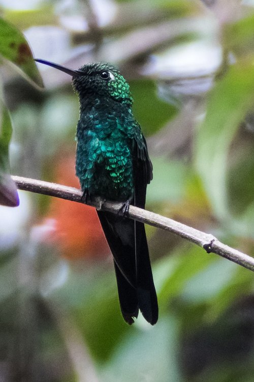 cuba  cienaga de zapata  hummingbird