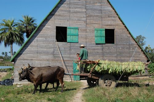 cuba tobacco castro