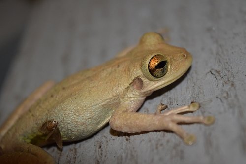 cuban  tree  frog