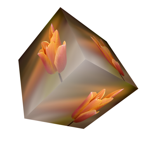 cube flower tulip