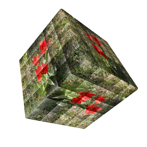 cube flower rose