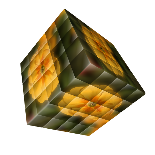 cube flower primrose