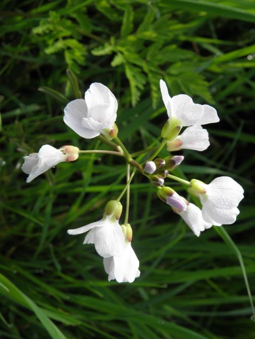 cuckoo grass pentecost