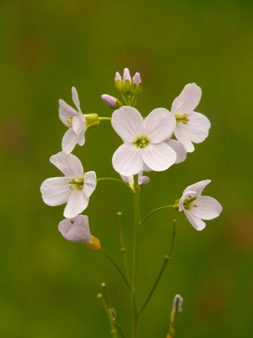 cuckoo flower smock plant