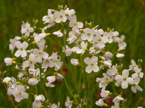 cuckoo flower smock plant