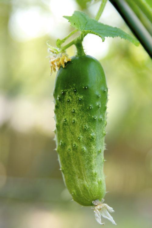 cucumber vegetable fresh vegetables