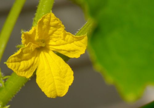 cucumber flowers yellow