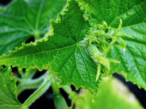 cucumber plant healthy