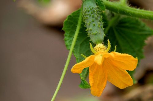 cucumber cucumber blossom blossom