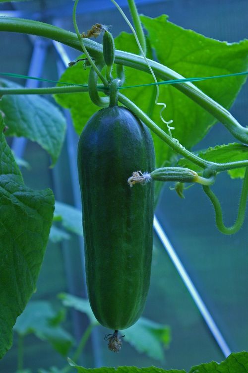 cucumber greenhouse food