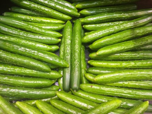 cucumber green vivid