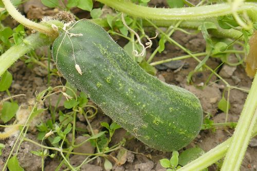 cucumber outdoor close