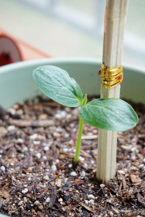 cucumber bud potted plant