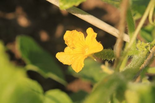 cucumber female flowers