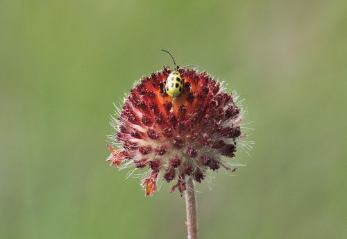 Cucumber Beetle On Wildflower
