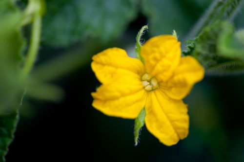 Cucumber Flower