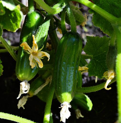 cucumbers garden plant