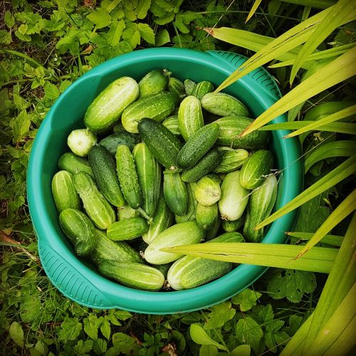 cucumbers green summer