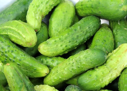 cucumbers  season  a vegetable