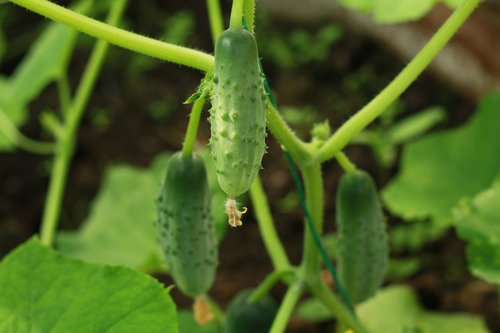 cucumbers  plant  nature