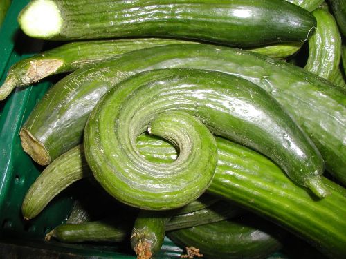 cucumbers snake cucumber green