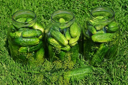 cucumbers vegetables eating