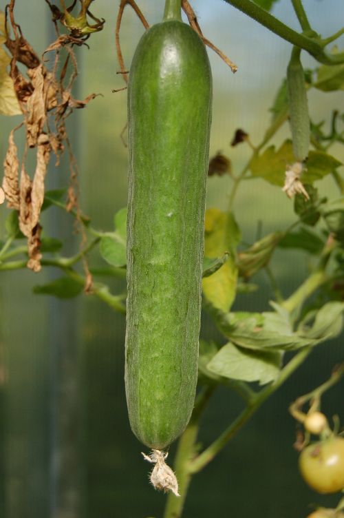 cucumbers vegetables cucumber