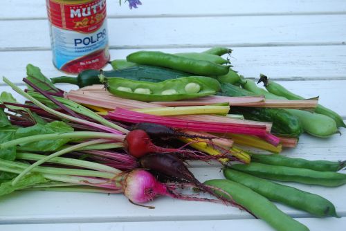 cultivation beans garden