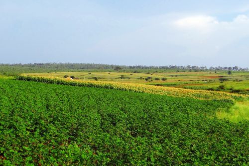 cultivation cotton maize