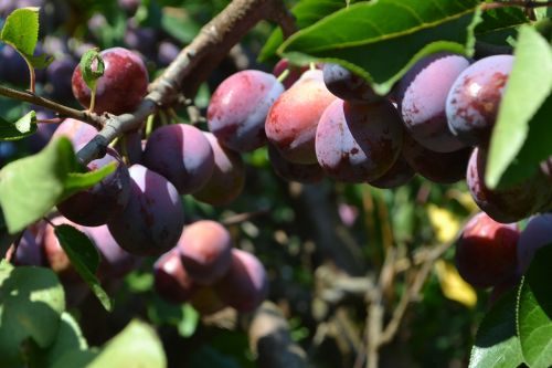 cultivation plums organic