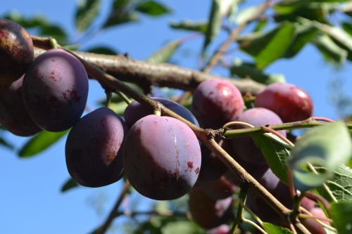 cultivation plums organic