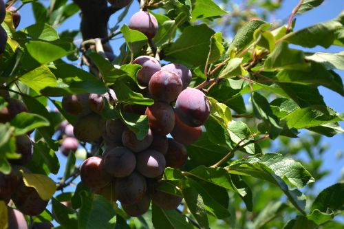 cultivation plums organic