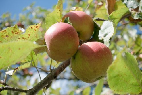 culture of apple apple malus domestica