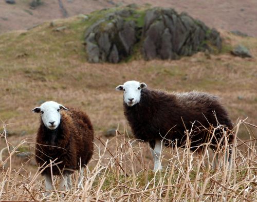 cumbrian sheep herdwick sheep lake district sheep