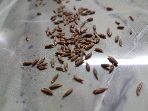 cumin seeds  spices  seeds