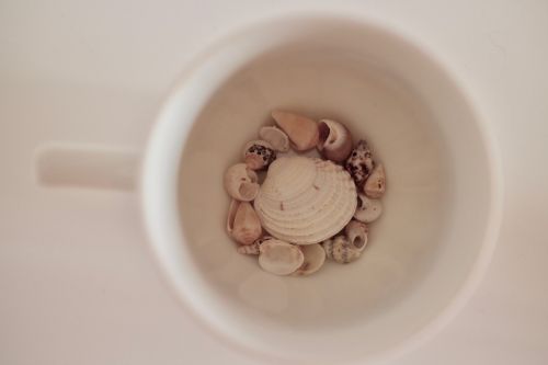 cup shells sea