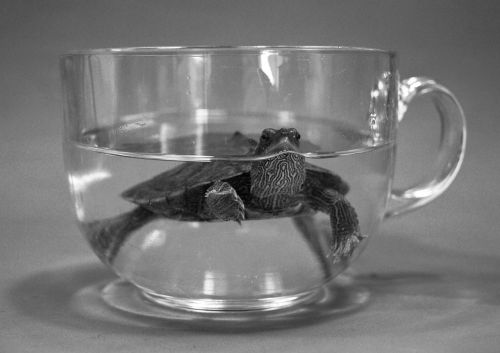cup glass turtle
