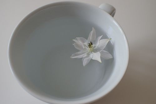 cup blossom bloom