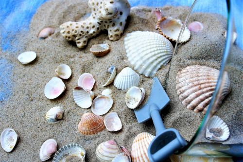 cup seashell sand