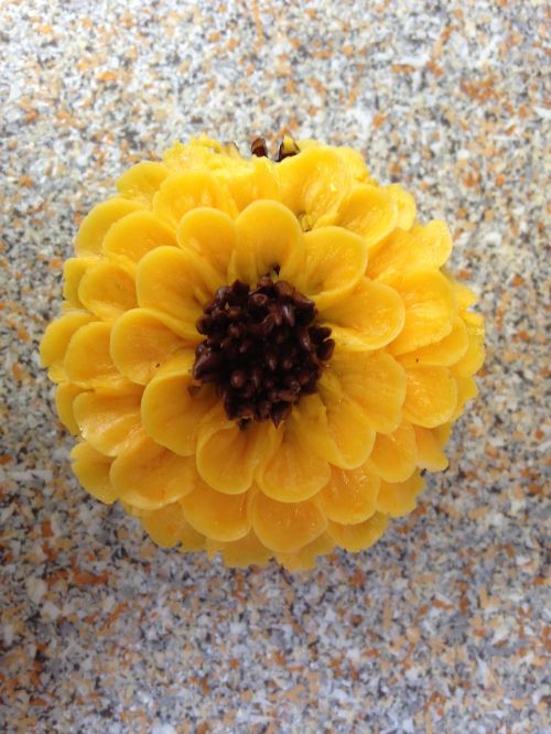 cupcake sunflower decorated bakery