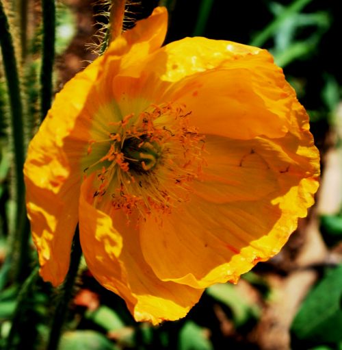 Cupped Iceland Poppy, Yellow