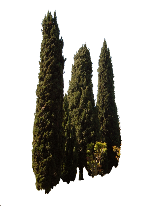 cupressus sempervirens trees mediterranean tree