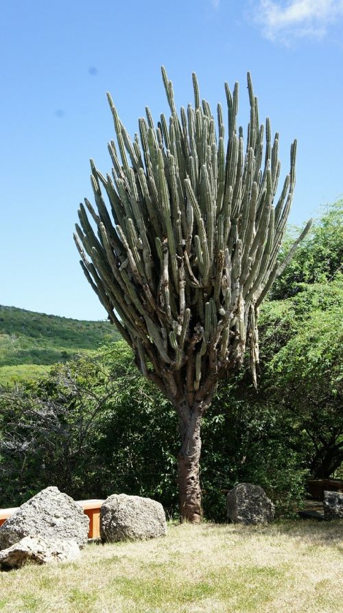 curacao cactus pieksig